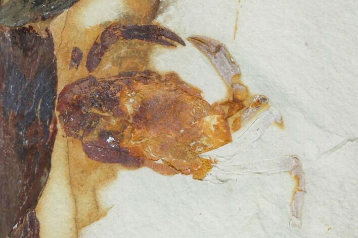 Miocene Pea Crab (Pinnixa) Fossil - California #141631
